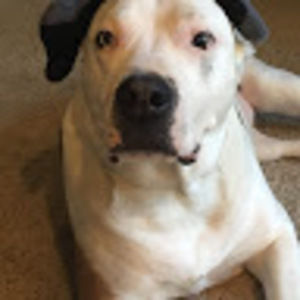 Meet your Posher, Olivia and